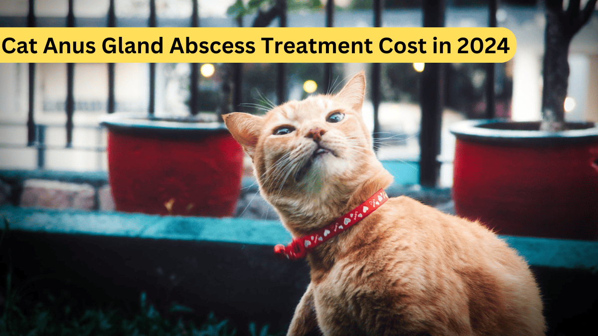 Cat Anus Gland Abscess Treatment Cost in 2024