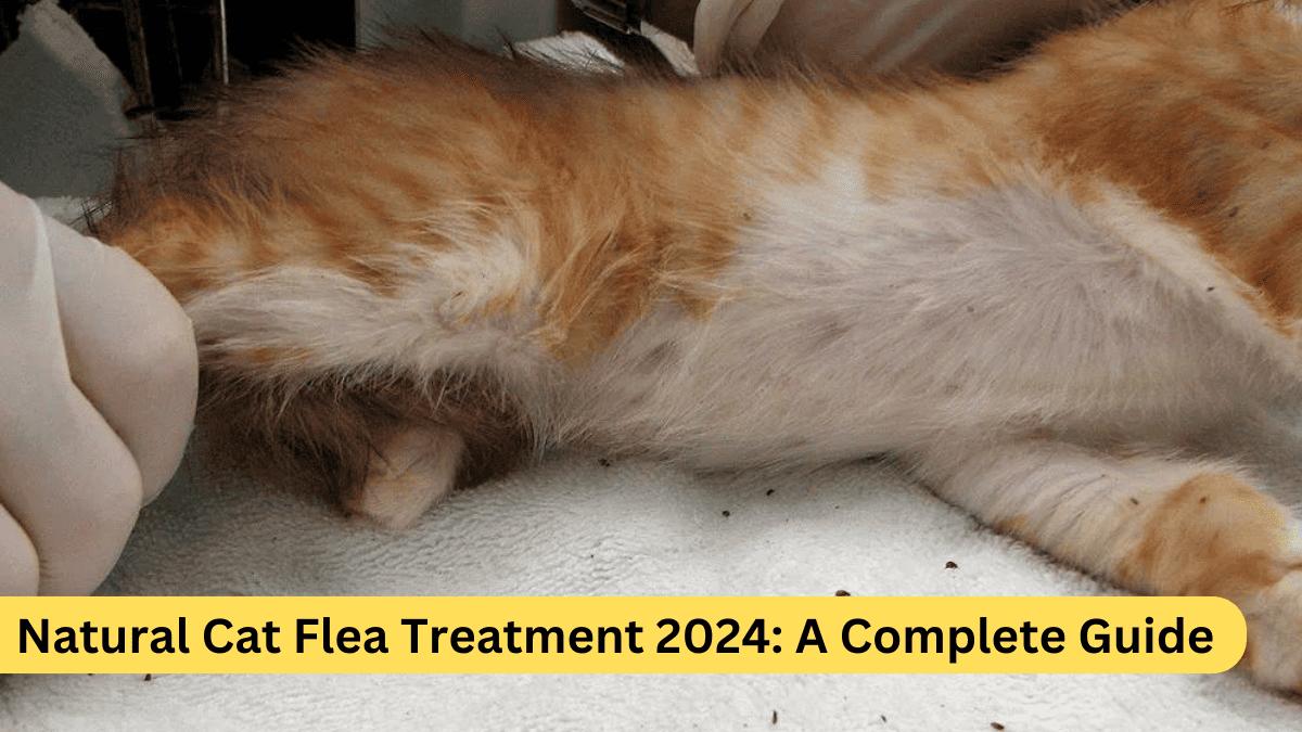 Natural Cat Flea Treatment 2024: A Complete Guide