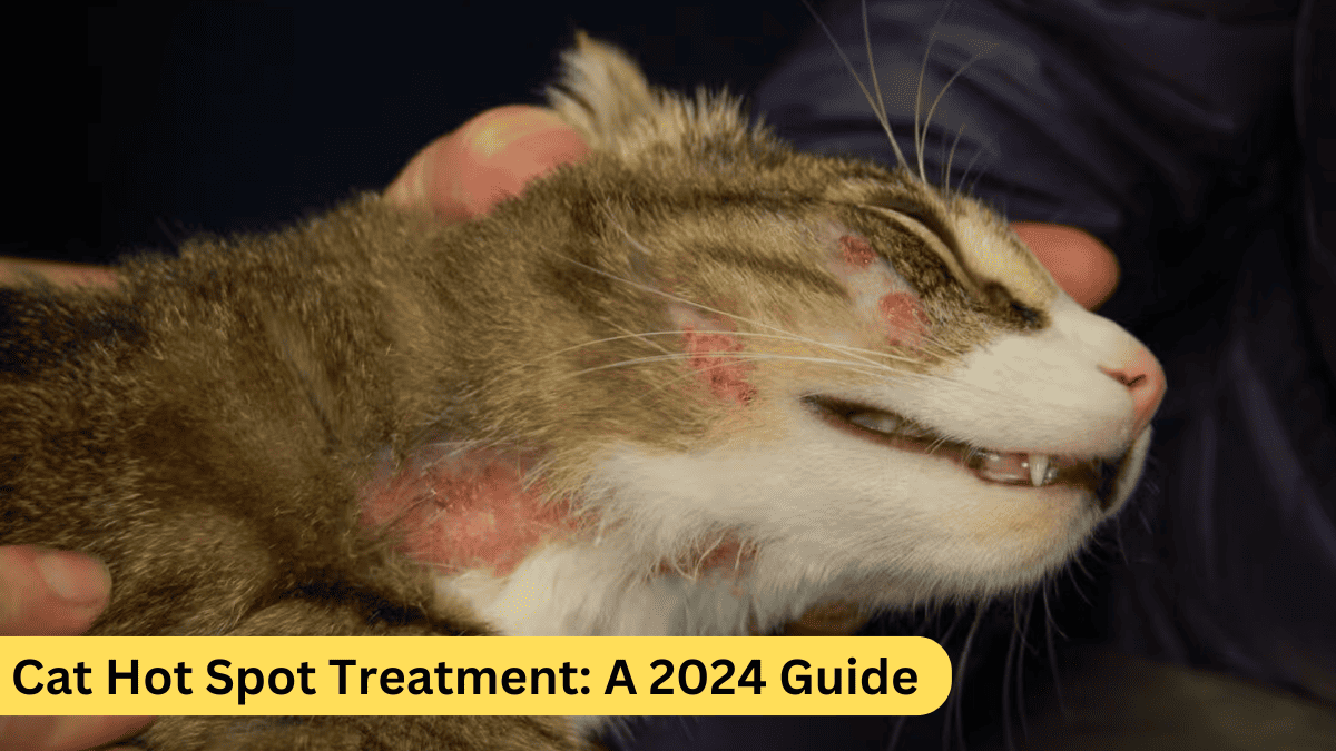 Cat Hot Spot Treatment: A 2024 Guide