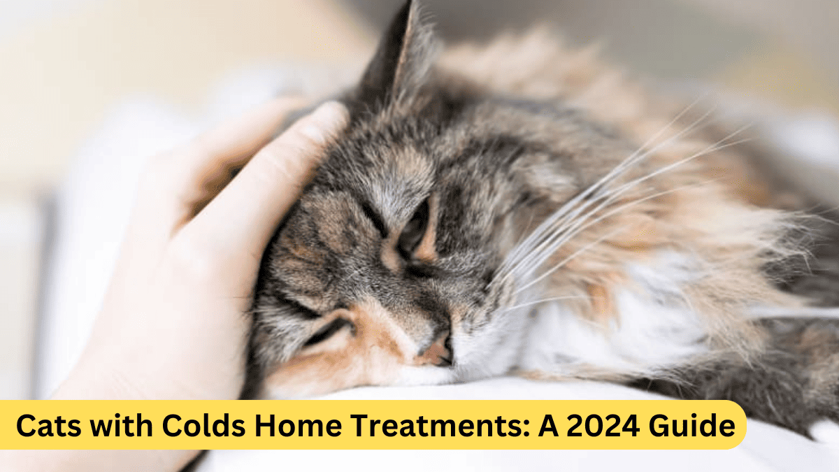 Cats with Colds Home Treatments: A 2024 Guide.