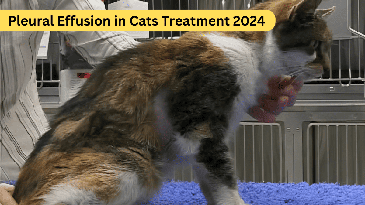 Pleural Effusion in Cats Treatment 2024