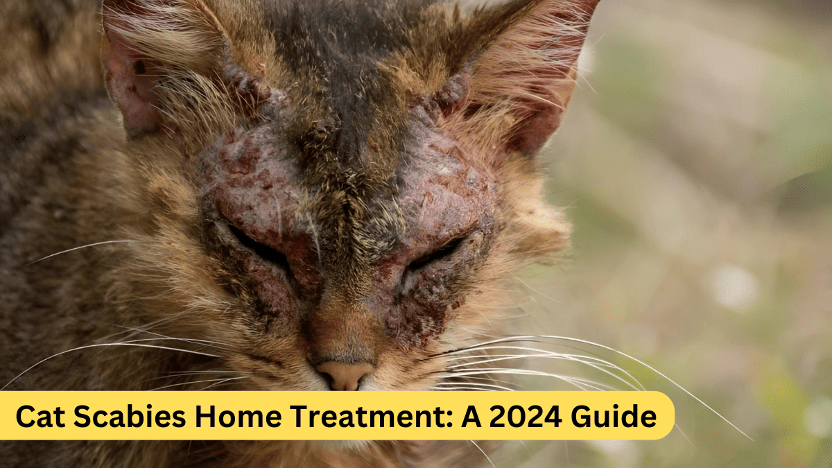 Cat Scabies Home Treatment