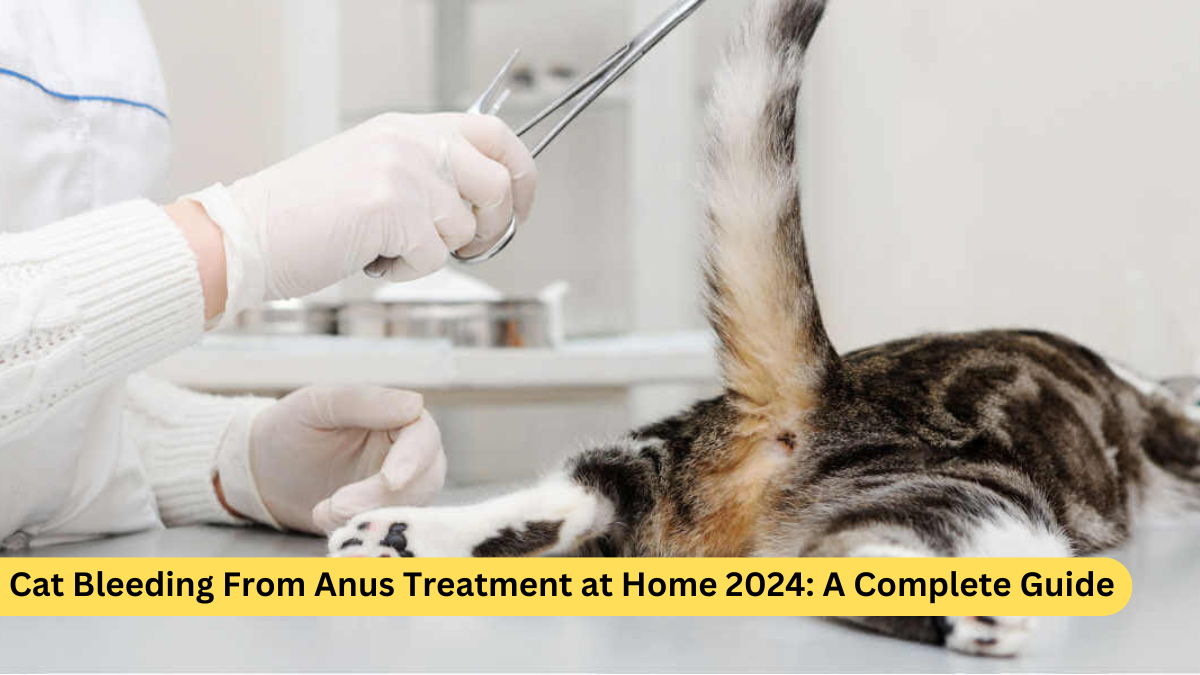 Cat Bleeding From Anus Treatment at Home 2024: A Complete Guide