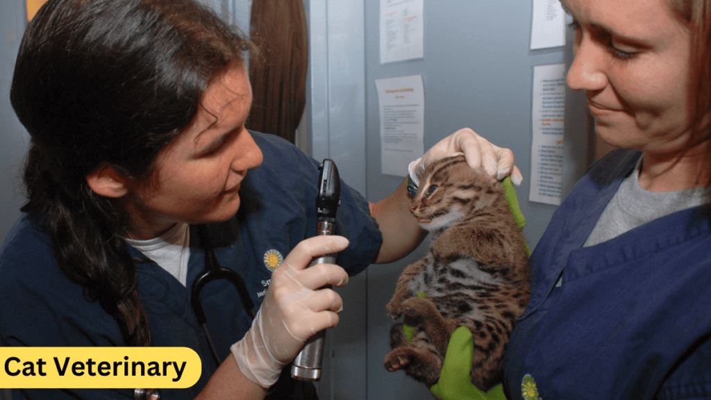 Cat Urinary Blockage Treatment at Home in 2024