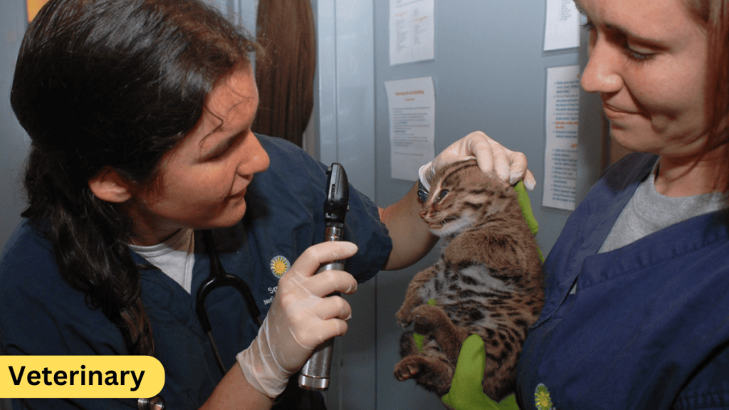 Cat Overactive Thyroid Treatment Cost in 2024