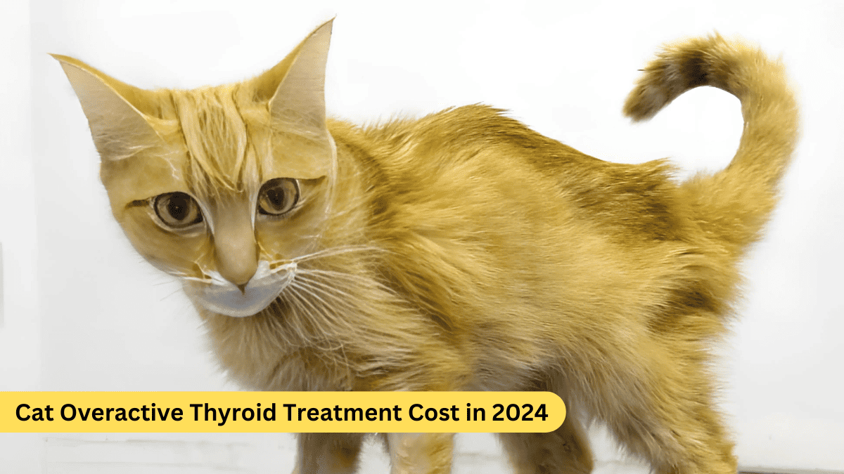 Cat Overactive Thyroid Treatment Cost in 2024