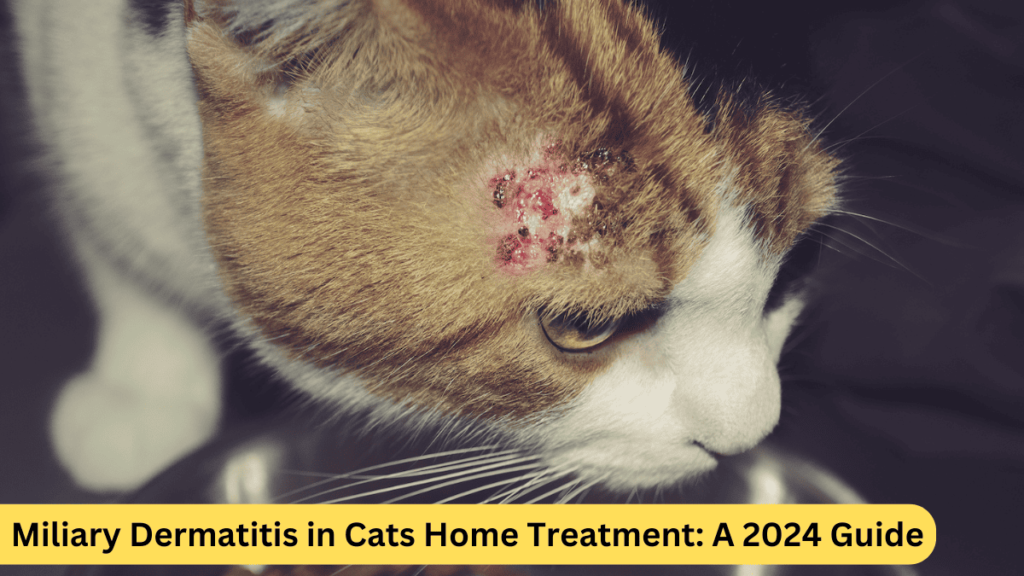 Miliary Dermatitis in Cats Home Treatment: A 2024 Guide