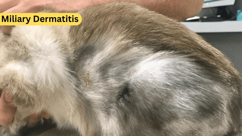 Miliary Dermatitis in Cats Home Treatment: A 2024 Guide