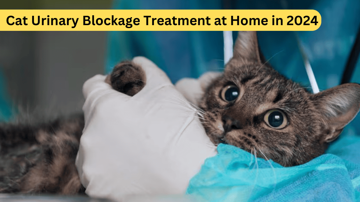 Cat Urinary Blockage Treatment at Home in 2024