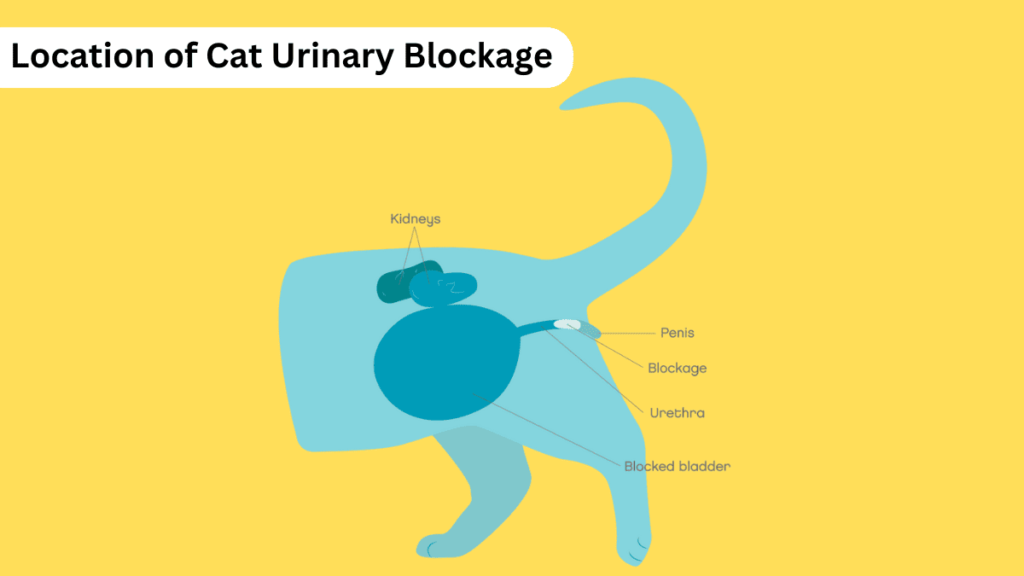 Cat Urinary Blockage 