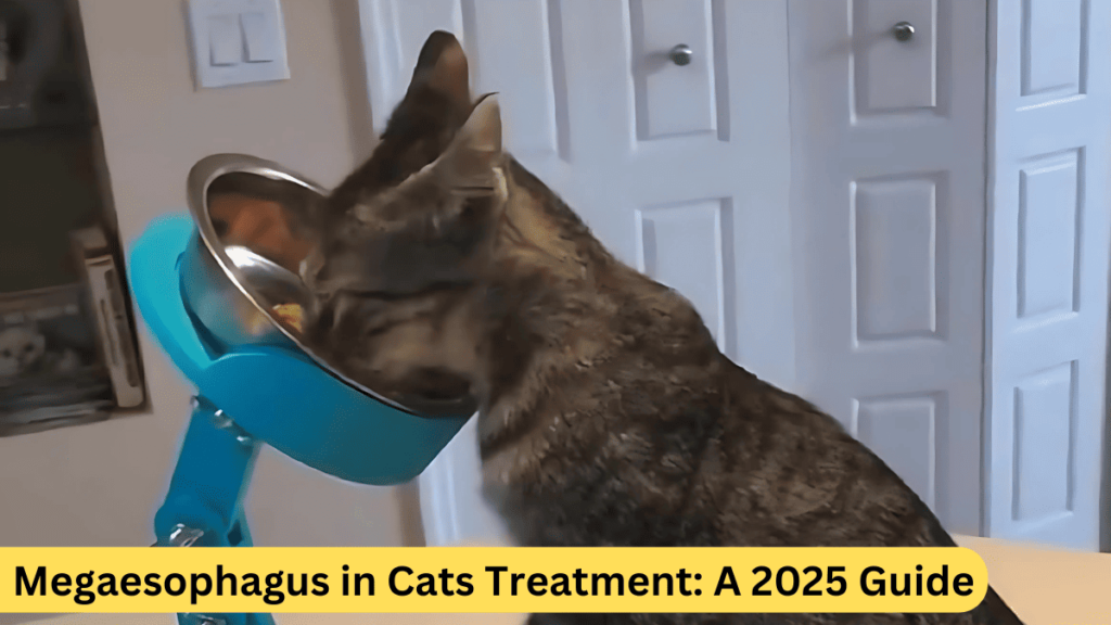 Megaesophagus in Cats Treatment: A 2025 Guide