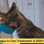 Megaesophagus in Cats Treatment: A 2025 Guide