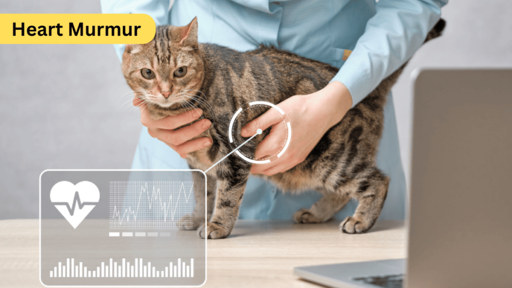 This guide will cover Heart Murmur Treatment in Cats 2025.