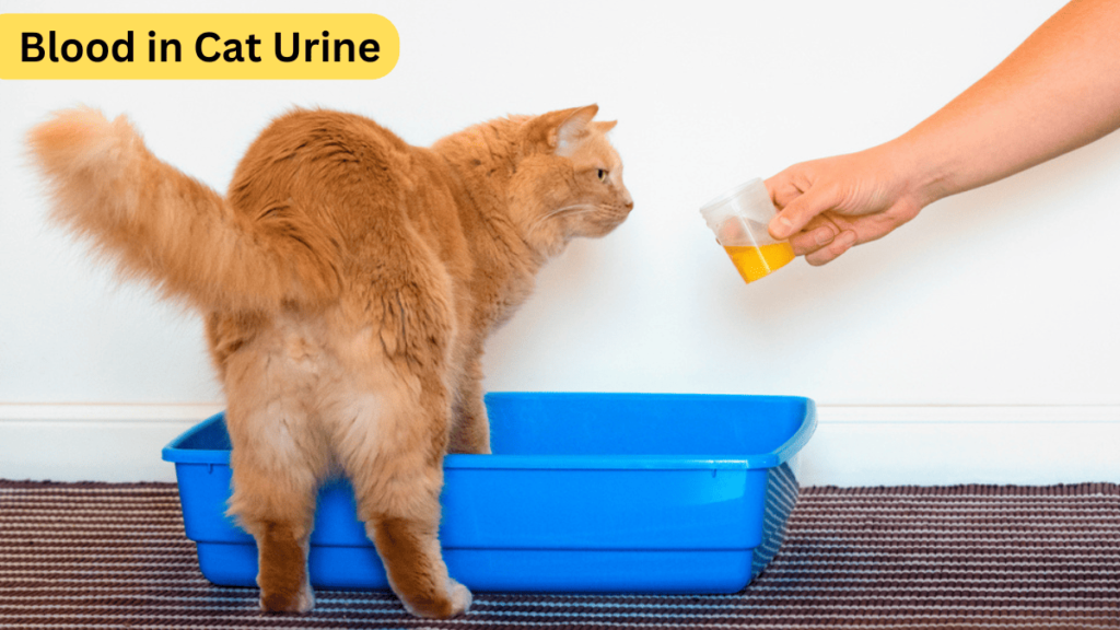 Blood in Cat Urine Treatment: 2025 Guide