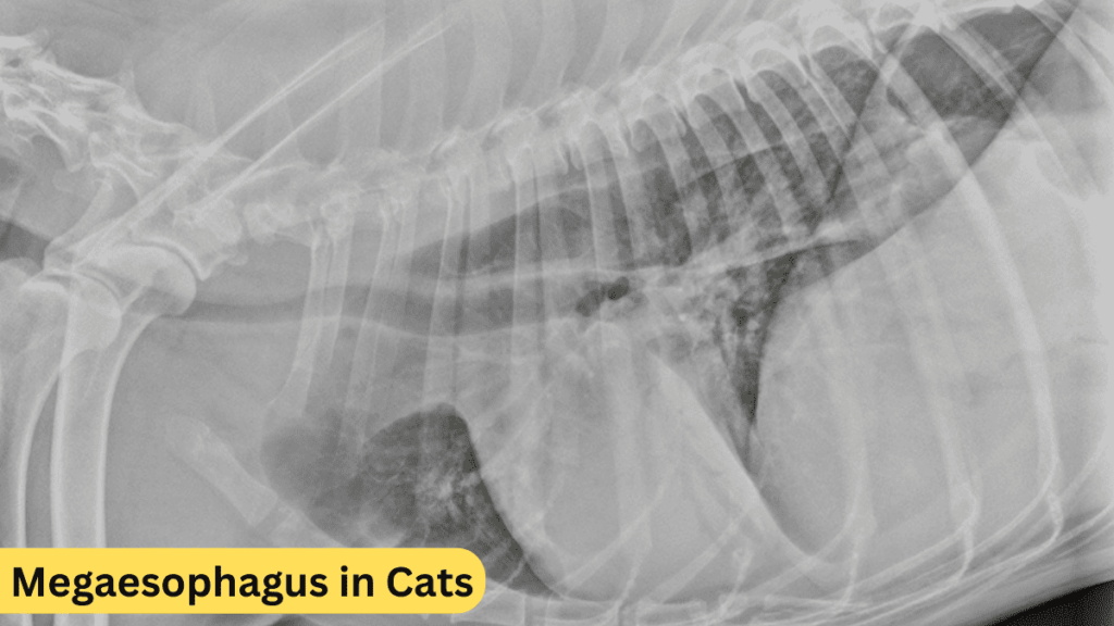 Megaesophagus in Cats Treatment: A 2025 Guide